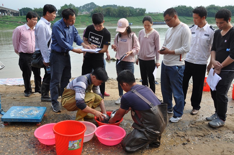 现场清点、验收鱼苗1.JPG