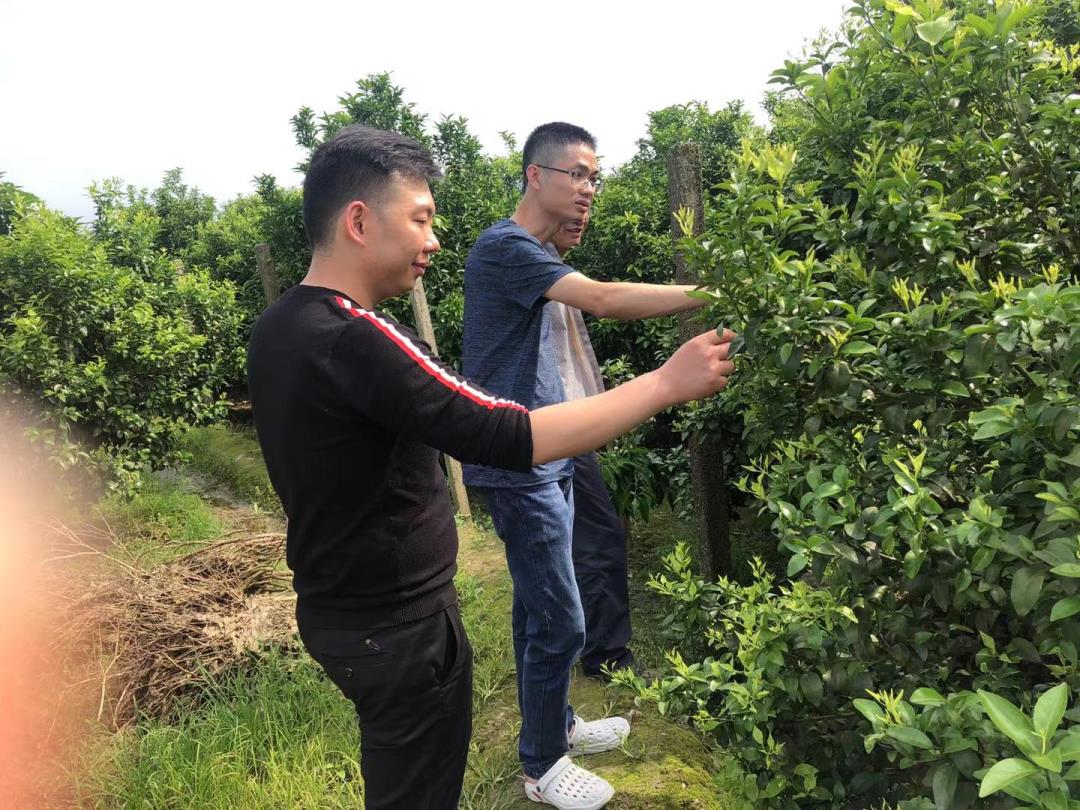 _20210623伍志龙书记和蒋斌查看橘树长势.jpg