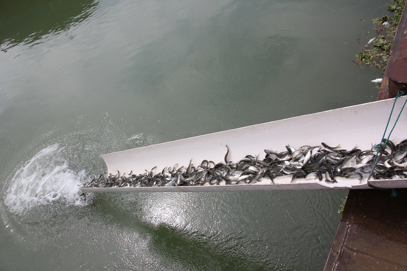 鱼苗放流至桂江 - 副本.JPG