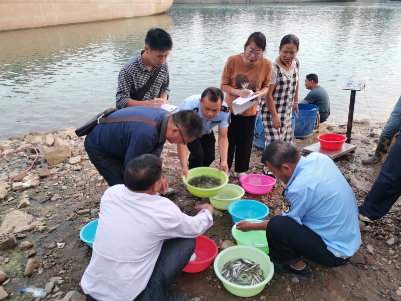 现场开展鱼苗数量清点、称重、鱼体长度测量和数据统计（梁艳薇 摄）.jpg