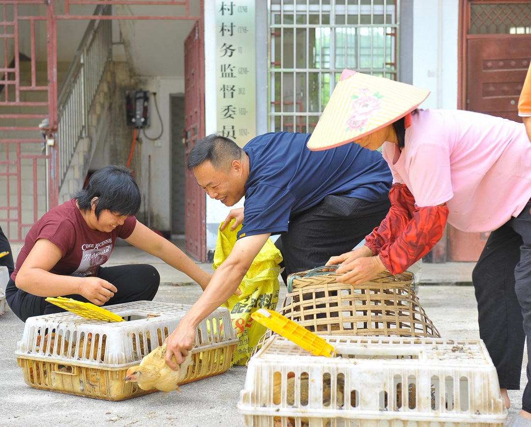以苗为引育希望，同心共谱振兴章 摄影-梁雄彬.jpg
