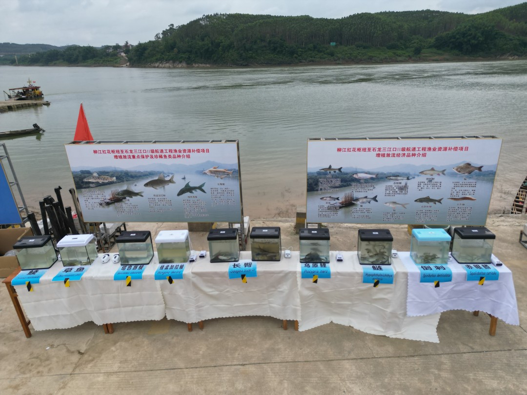 项目规划增殖放流的部分鱼苗种类.jpg